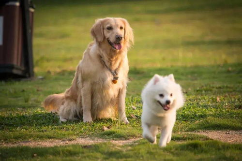 溫州養(yǎng)犬管理職責(zé)明晰 兩大部門職能分工與信息系統(tǒng)運(yùn)行維護(hù)解析